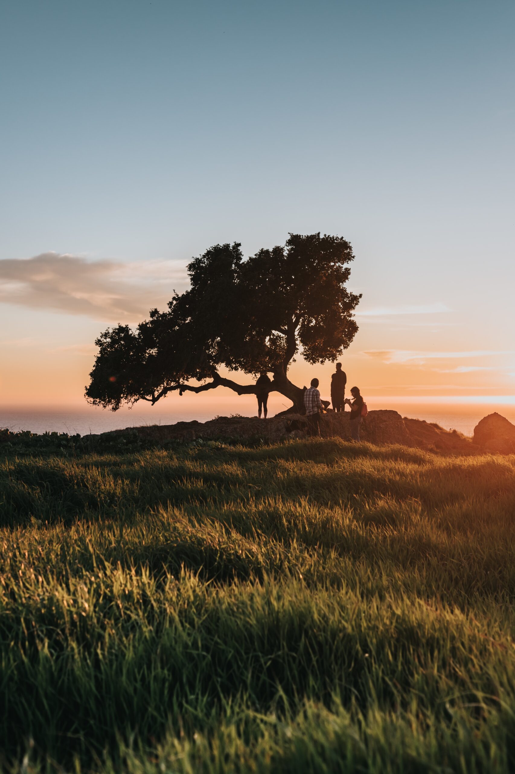 The people near the tree on the shore during the sunset