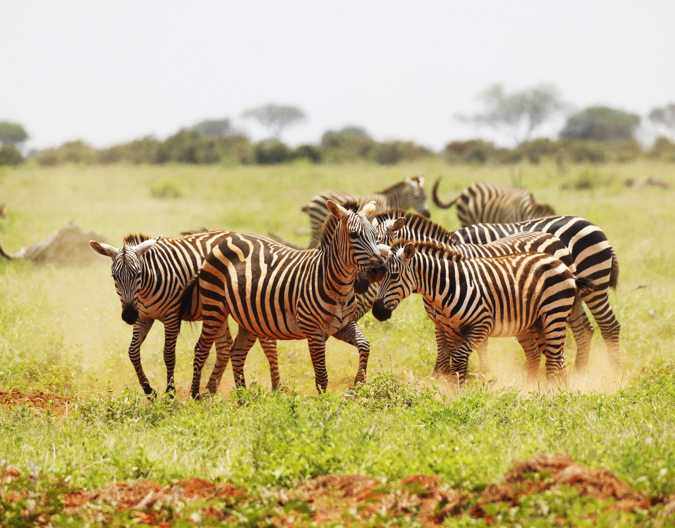 A group of Zebras grazing in Tsavo East National park, Kenya, Africa