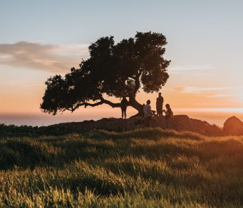 The people near the tree on the shore during the sunset