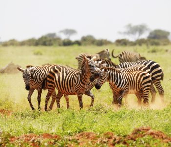 A group of Zebras grazing in Tsavo East National park, Kenya, Africa